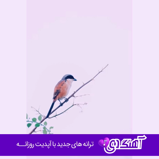 دانلود آهنگ ناز ناز گل من ناز داری والا چشم نخوری دختر تو ماشالله امیر گلستانی ریمیکس
