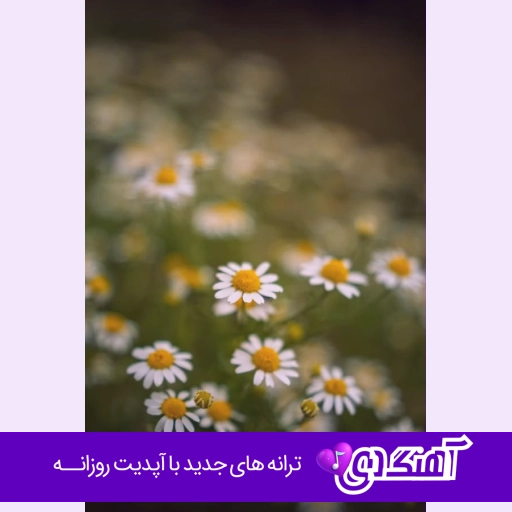 دانلود آهنگ گل رزی بهم دادی شده بلای جانم محمد پتی آبادی ریمیکس